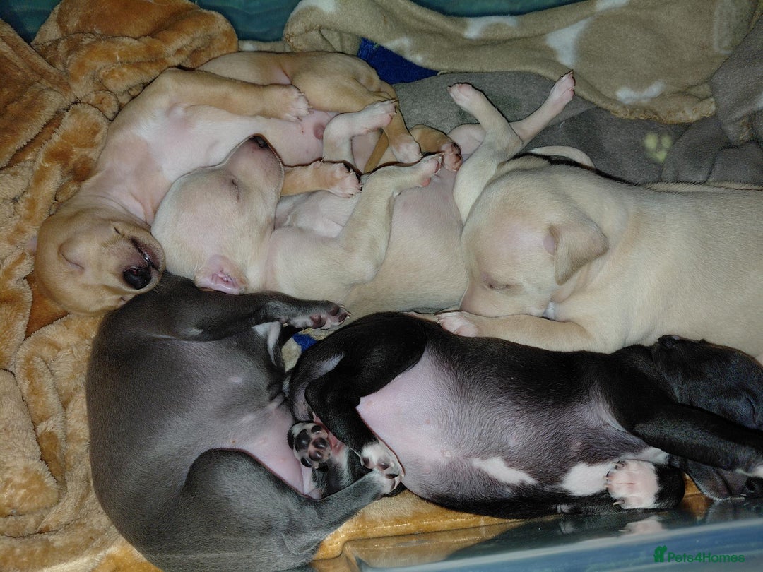 Italian Greyhound dogs for sale: Beautiful Pure Bred Italian Greyhounds - Image 3