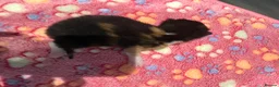 Mixed Breed cats for sale: Tortishell /cailco kittens  - Advert 4