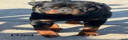 Rottweiler dogs for sale: *** Litter Due *** - Advert 2