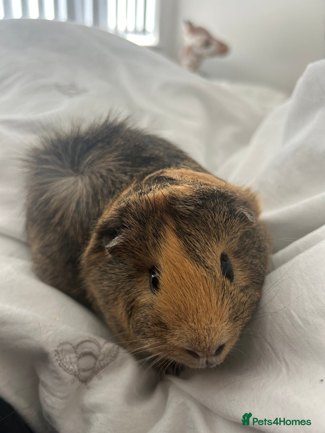 Guinea Pig rodents for sale: loving and friendly female guinea pigs - Image 4