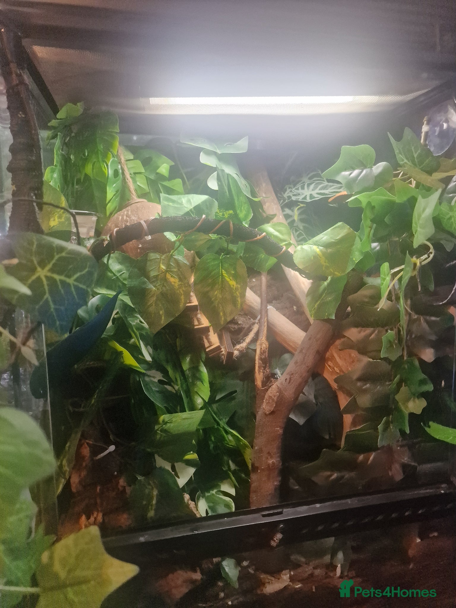 Gecko reptiles for sale: 8x Crested geckos/Full collection available!  - Advert 24