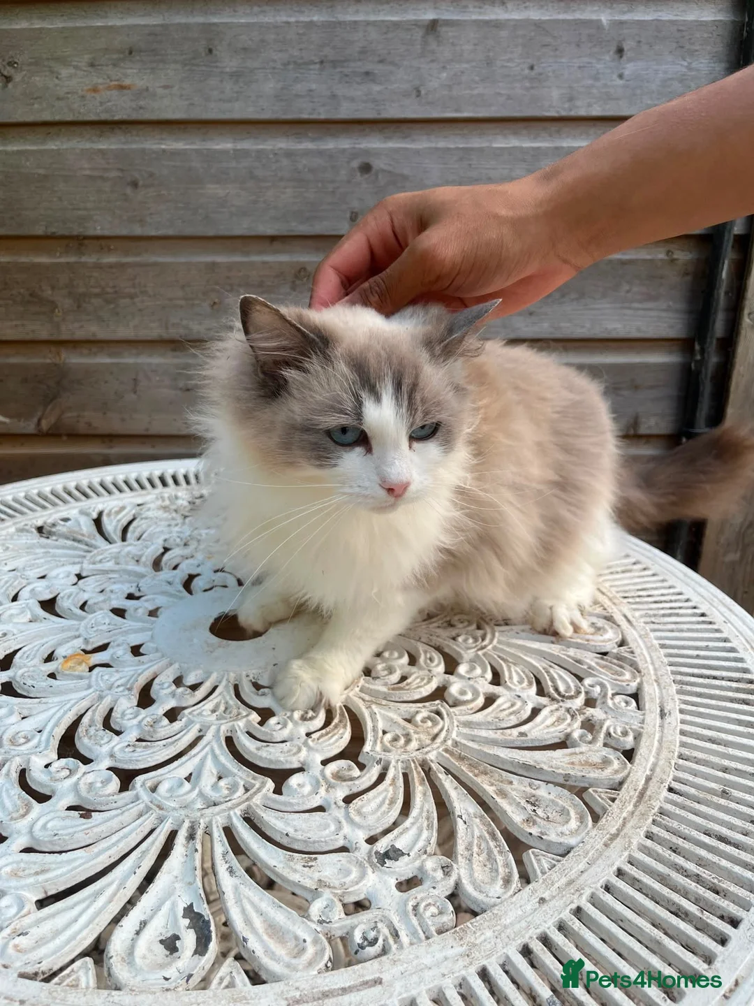 Ragdoll cats for sale: Active Female Pedigree Ragdoll – Anna - Advert 2
