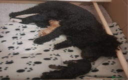 Cavapoo dogs for sale: Toy cavapoos - Image 5