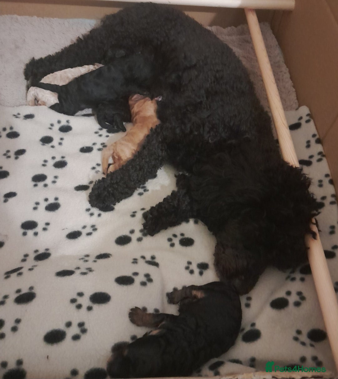 Cavapoo dogs for sale: Toy cavapoos - Image 5