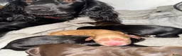 Mixed Breed dogs for sale: Cocker spaniels puppy’s  in Redcar - Advert 3