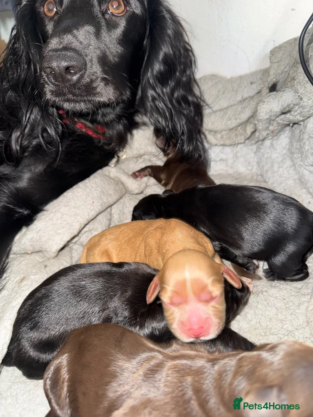Mixed Breed dogs for sale: Cocker spaniels puppy’s  in Redcar - Advert 3
