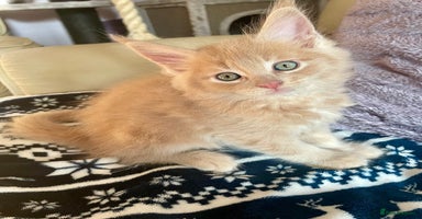Maine Coon cats - Advert 8