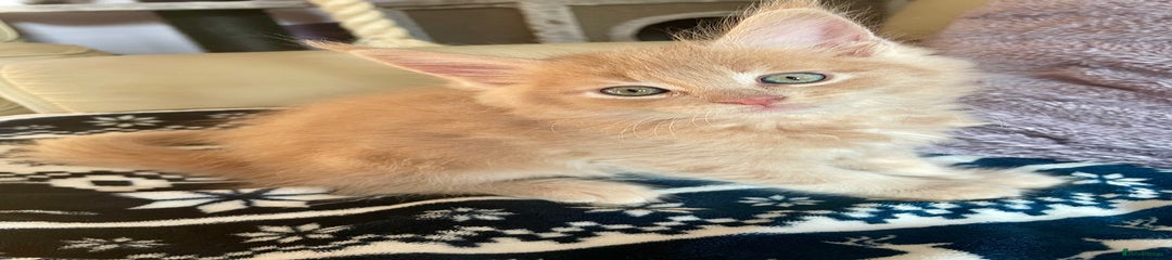 Erik