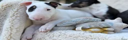 English Bull Terrier dogs for sale: Champion Bloodline English Bull Terrier Puppies - Advert 29
