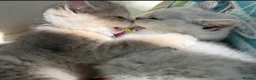 Brazilian Shorthair cats for sale: 2 Girls | Fully Pedigree British Shorthair | GCCF  - Advert 5