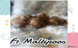 Maltipoo dogs for sale: Fully dna tested Maltipoos  - Image 1