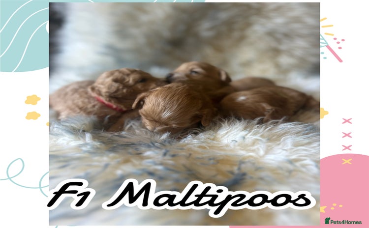 Maltipoo dogs - Advert 3
