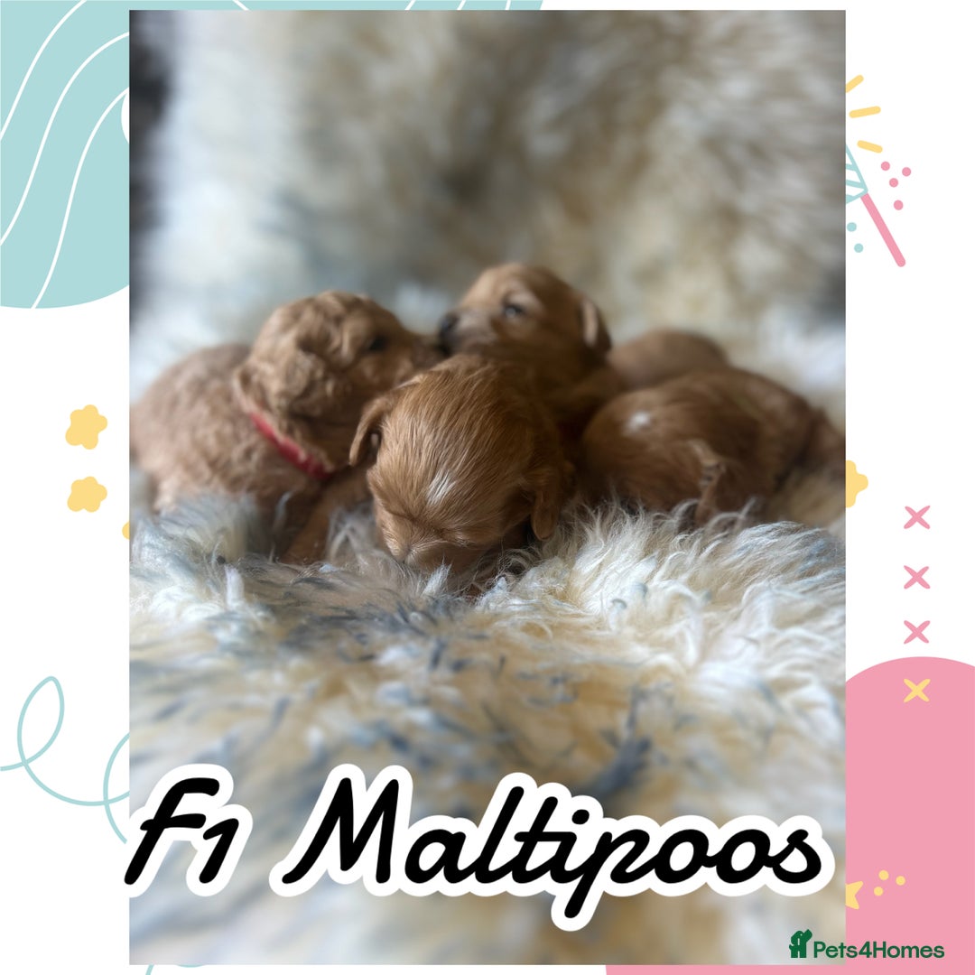 Maltipoo dogs for sale: Fully dna tested Maltipoos  - Image 1