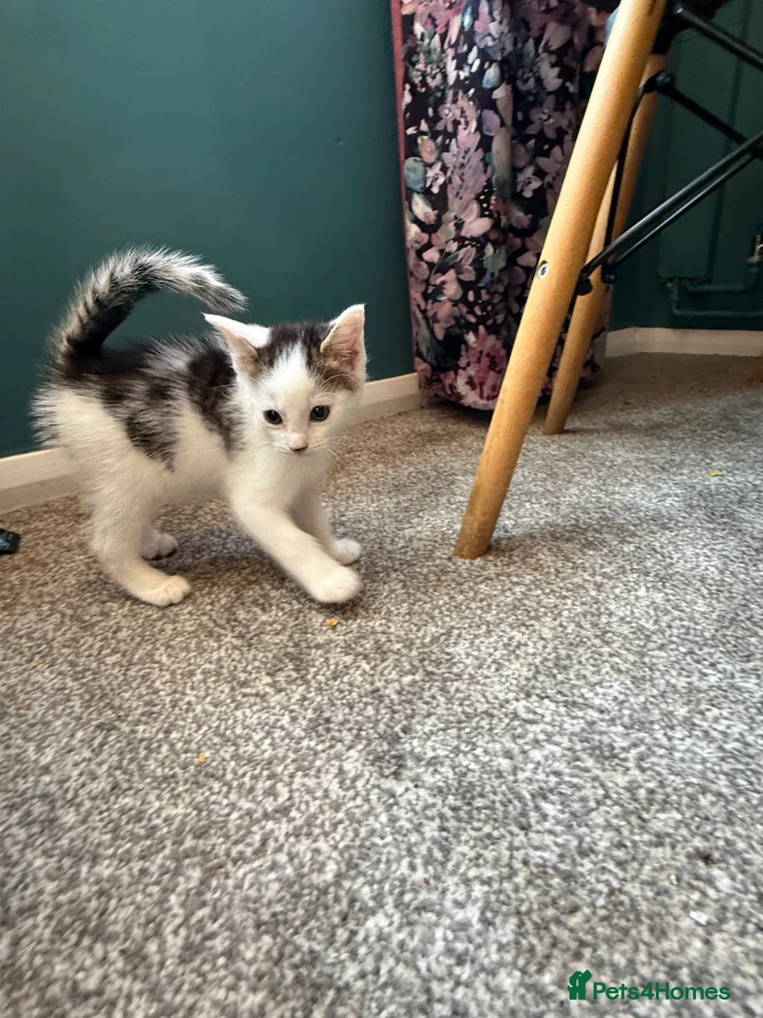 Mixed Breed cats for sale: Kitten - Advert 7