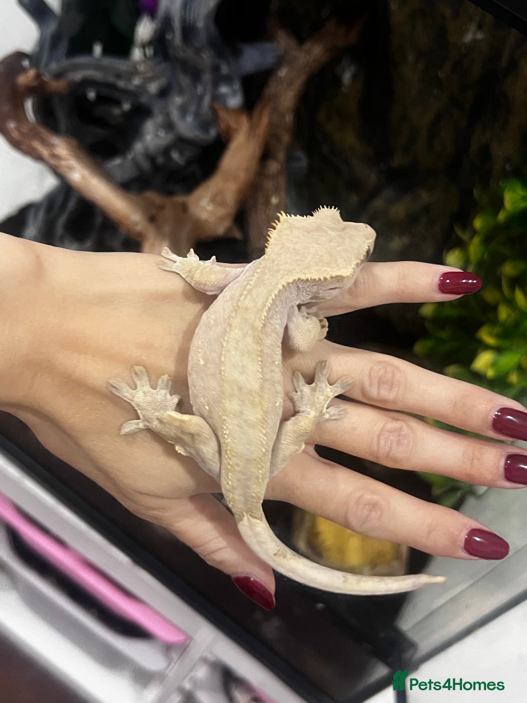 Gecko reptiles for sale: 3 x Crested Geckos and Exo Terra Viv - Advert 2