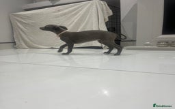 Whippet dogs for sale: 9 weeksold blue whippets ready to leave  - Image 2