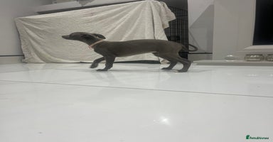 Whippet dogs - Advert 7