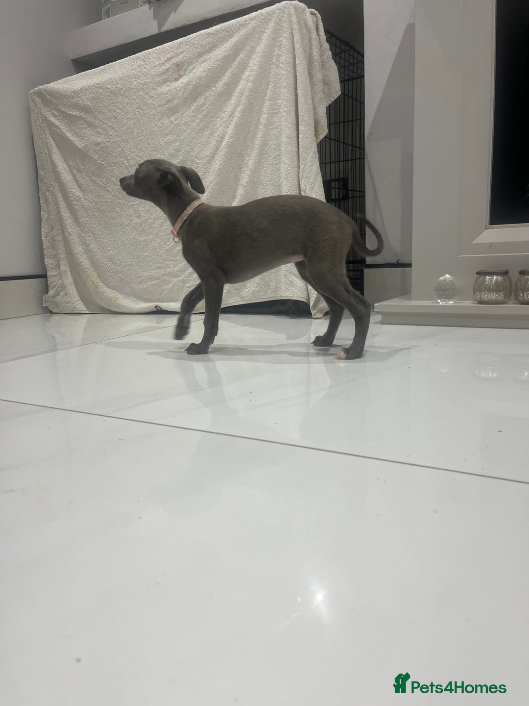 Whippet dogs for sale: 9 weeksold blue whippets ready to leave  - Image 2