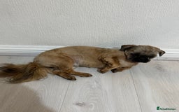 Shih Tzu dogs for sale: 6 month old Shihtzu FEMALE - Image 1