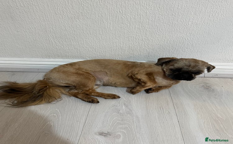 Shih Tzu dogs for sale - Advert 1