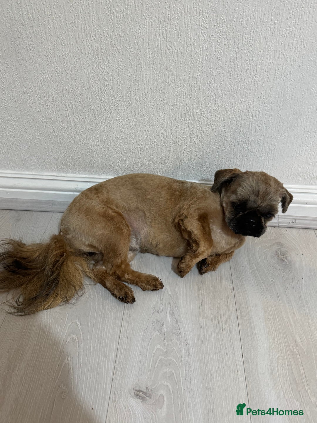 Shih Tzu dogs for sale: 6 month old Shihtzu FEMALE - Image 1