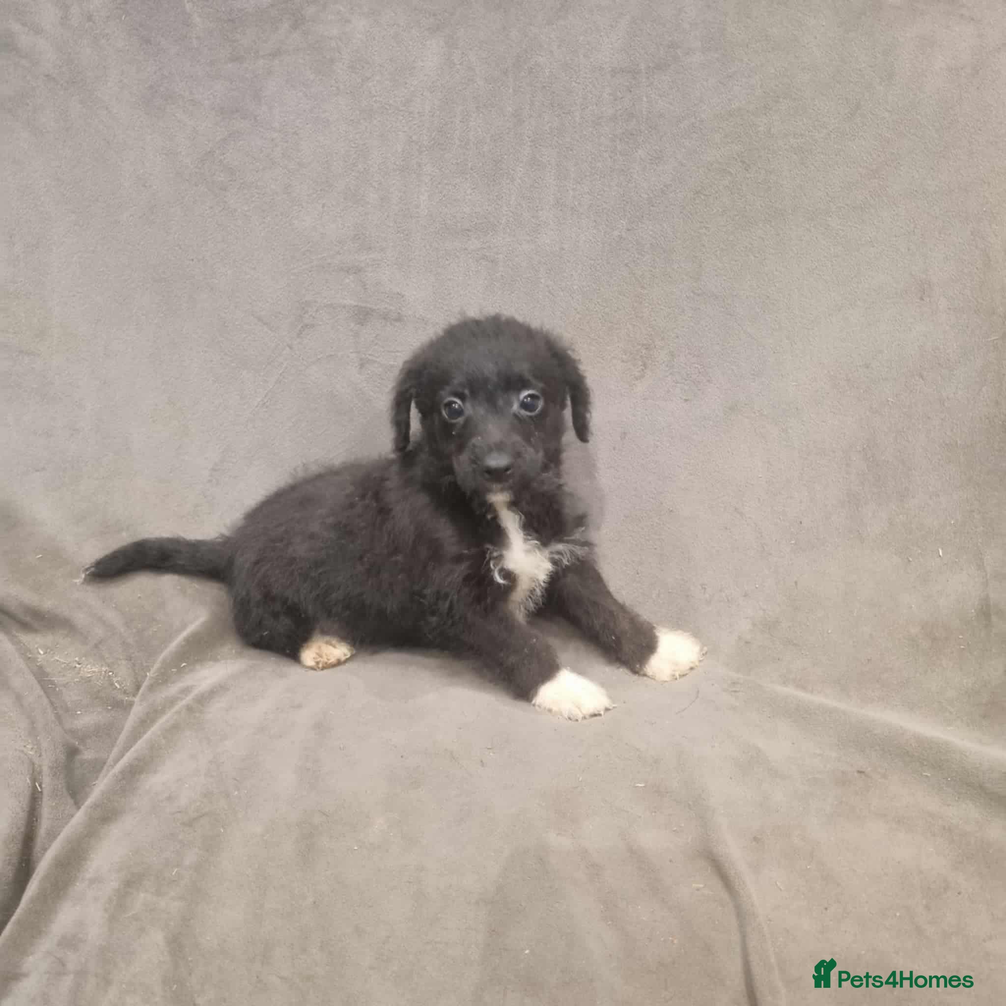 Jackapoo dogs Absolutely adorable jackapoo puppies  - Advert 3