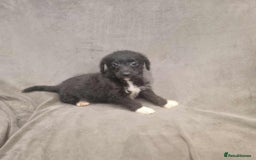 Jackapoo dogs for sale: Absolutely adorable jackapoo puppies  - Advert 1