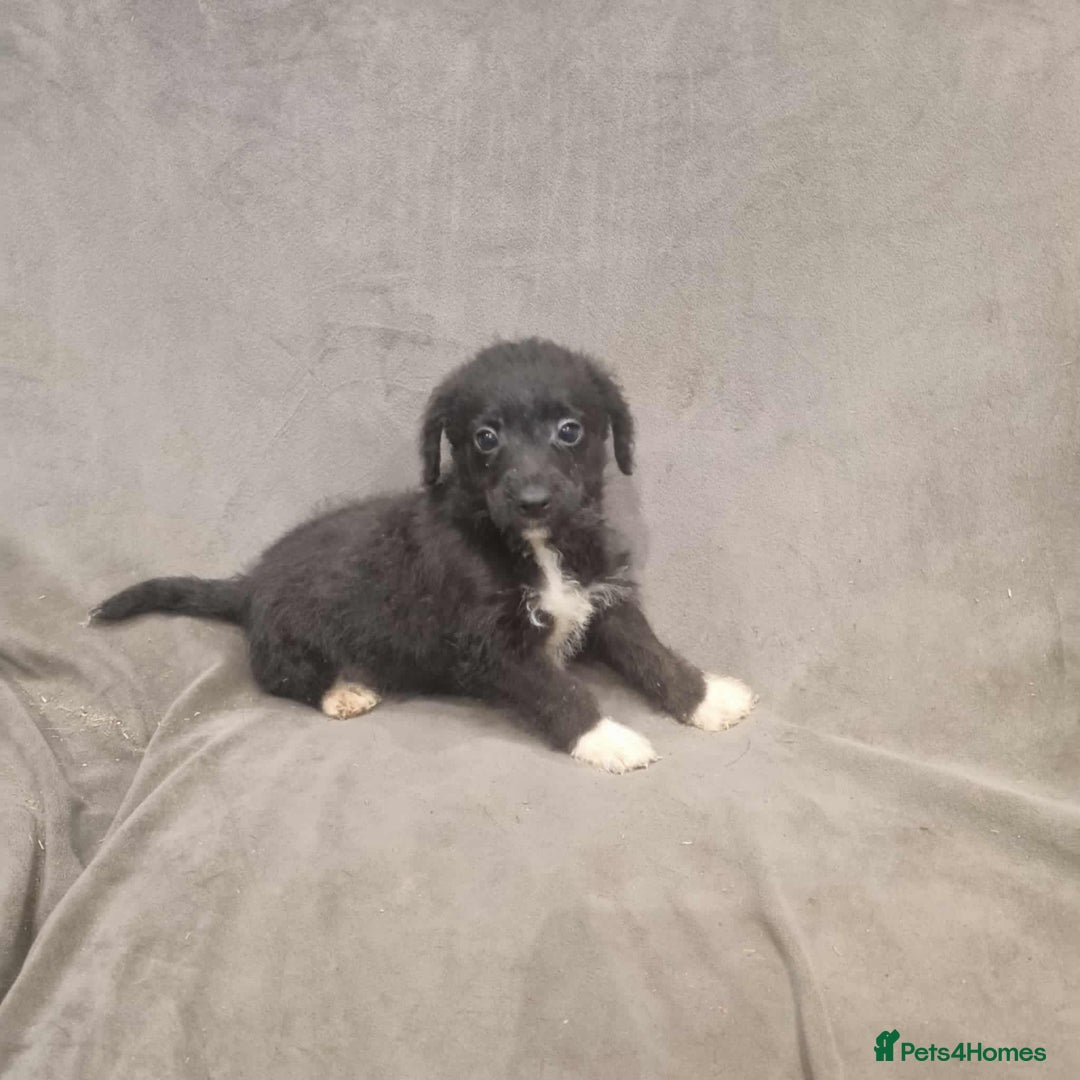 Jackapoo dogs for sale: Absolutely adorable jackapoo puppies  - Advert 1