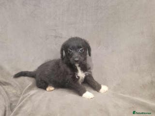 Jackapoo dogs Absolutely adorable jackapoo puppies - Advert 19