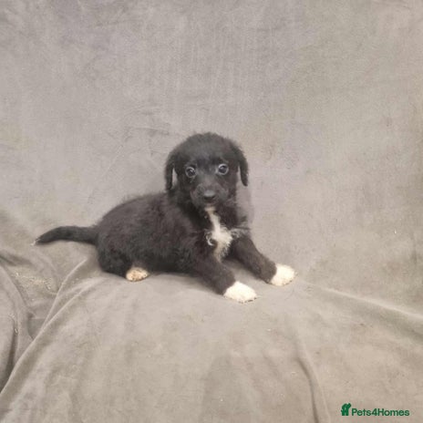 Jackapoo dogs Absolutely adorable jackapoo puppies - Advert 1