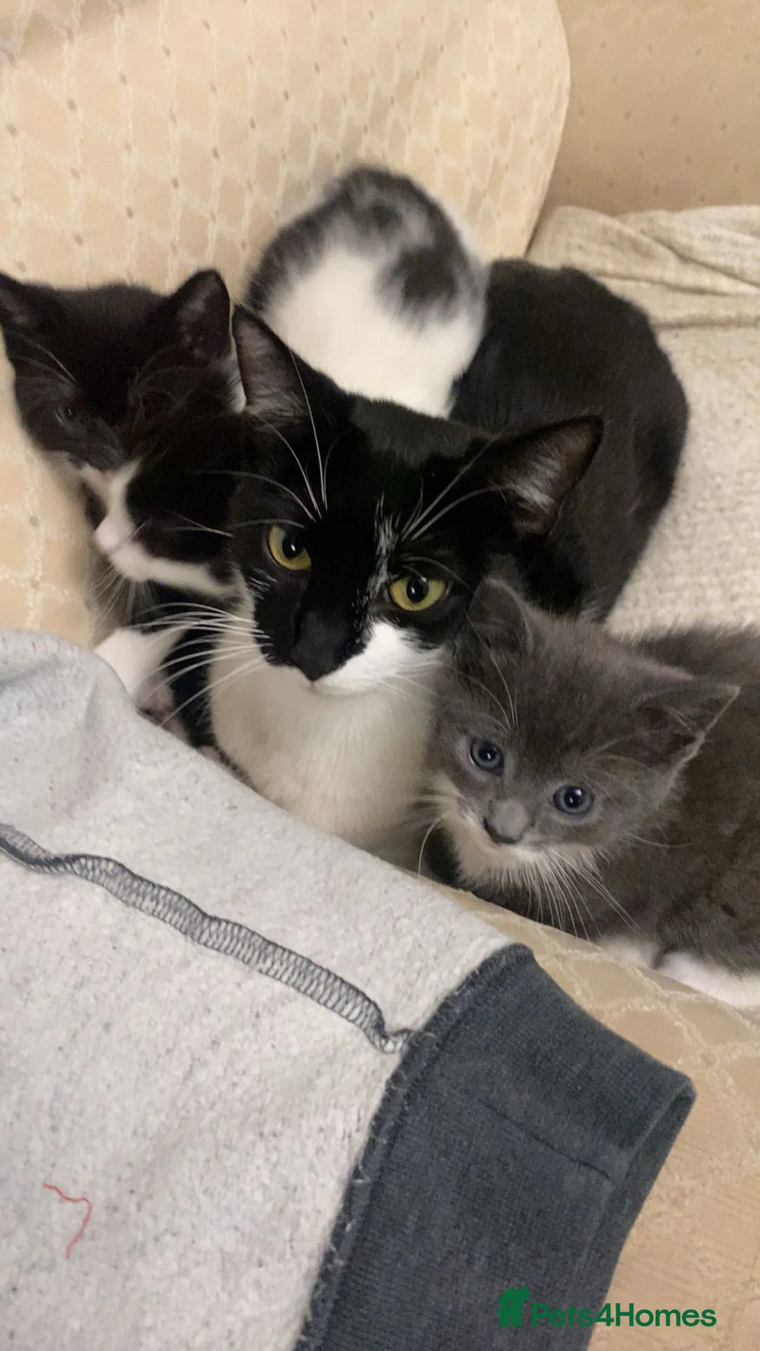 British Shorthair cats for sale: Large “fluffy” female kitten in London - Advert 1