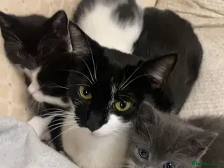 British Shorthair cats Large “fluffy” female kitten in London - Advert 1