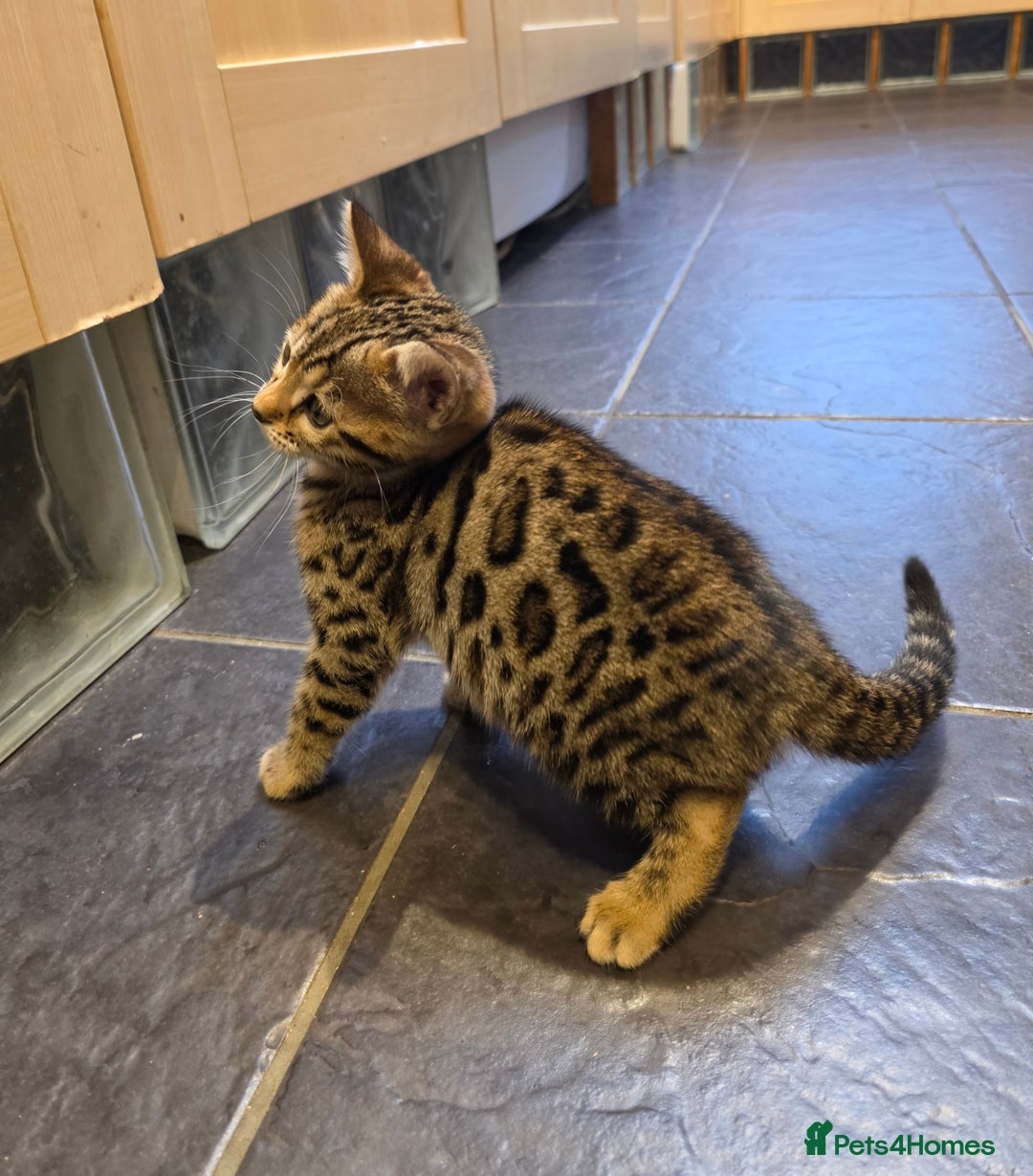Bengal cats for sale: Outstanding quality Brown rosetted bengal kittens  - Advert 28