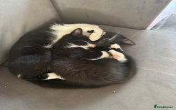 Persian cats for sale: Two Female Mixed Pedigree kittens  - Image 1