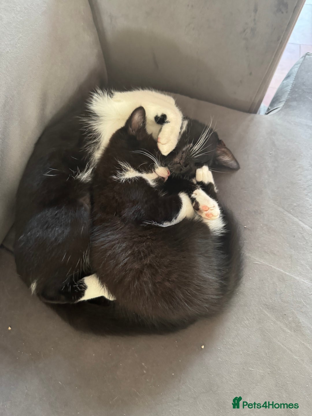 Persian cats for sale: Two Female Mixed Pedigree kittens  - Image 1