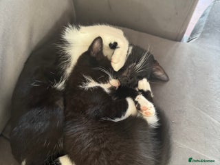 Persian cats - Advert 22