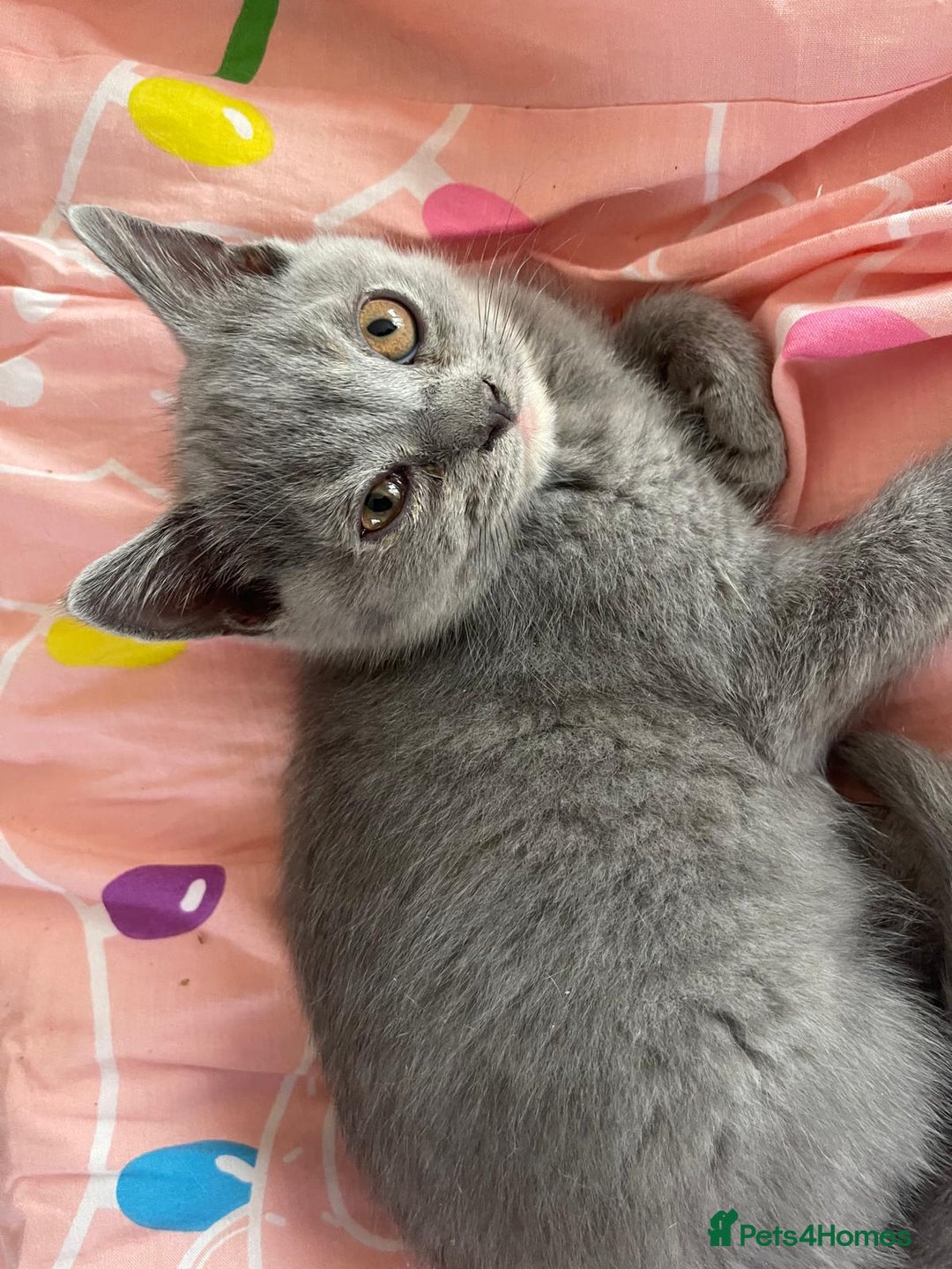 British Shorthair cats for sale: Beautiful 5th generation British shorthair kittens - Image 11