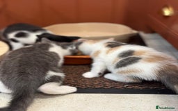 Mixed Breed cats for sale: 🐾 Adorable Kittens For Forever Homes 🐾  - Image 25