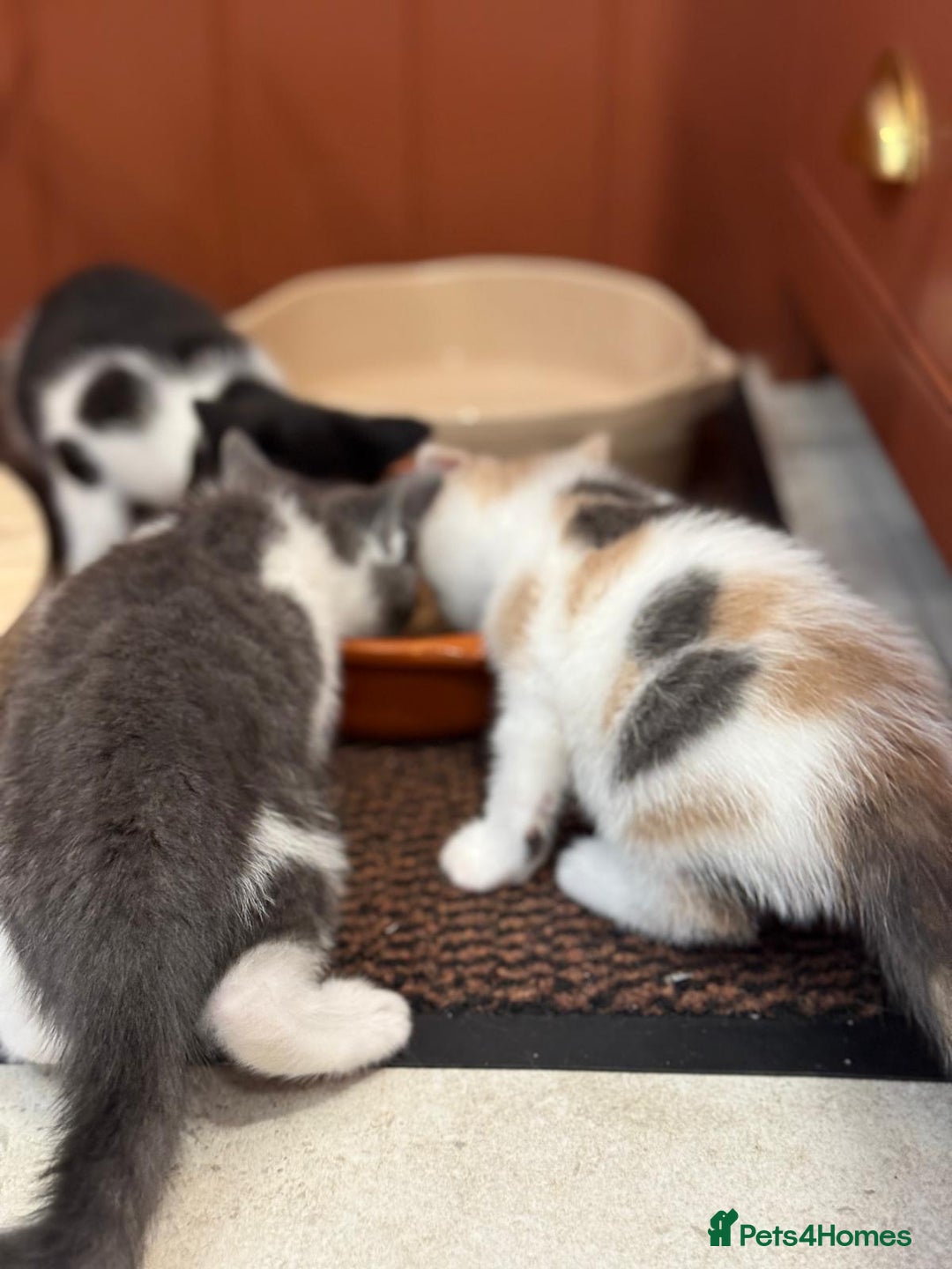 Mixed Breed cats for sale: 🐾 Adorable Kittens For Forever Homes 🐾  - Image 25