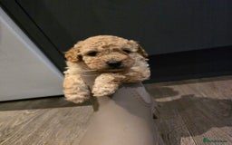 Toy Poodle dogs for sale: ONLY BOY LEFT NOW  - Image 2