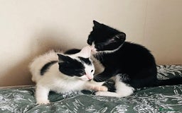 Mixed Breed cats for sale: Beautiful kitten ready to go to new home - Image 3