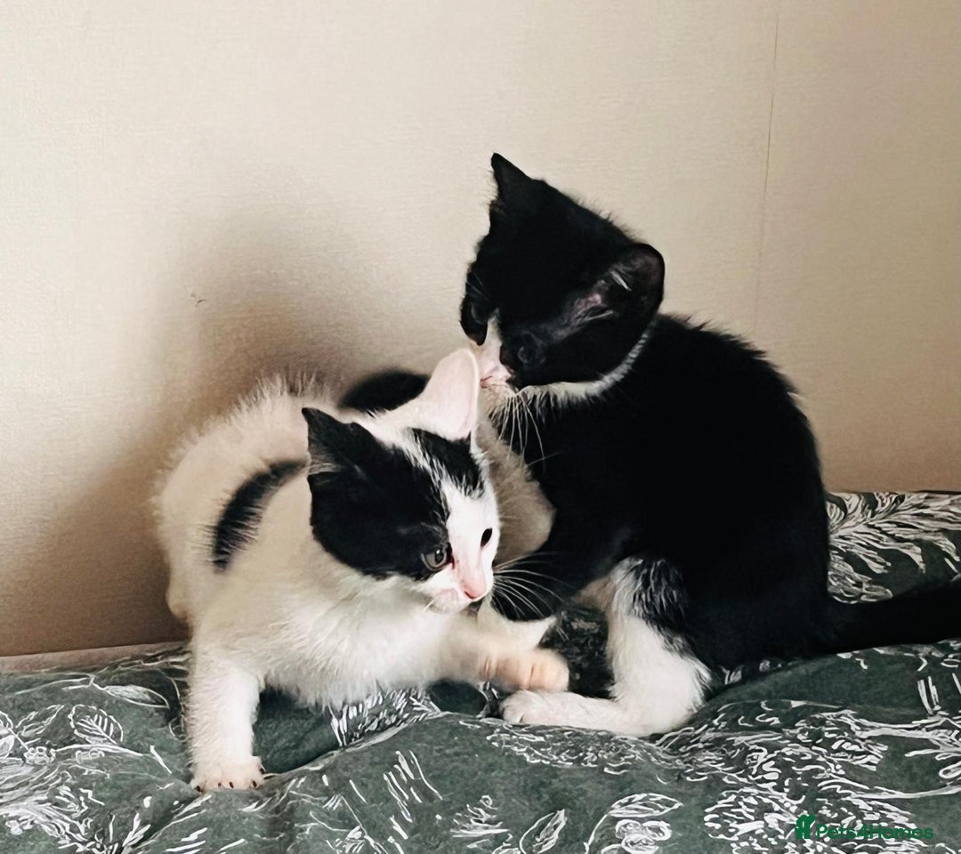 Mixed Breed cats for sale: Beautiful kitten ready to go to new home - Image 3