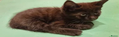 Maine Coon 7