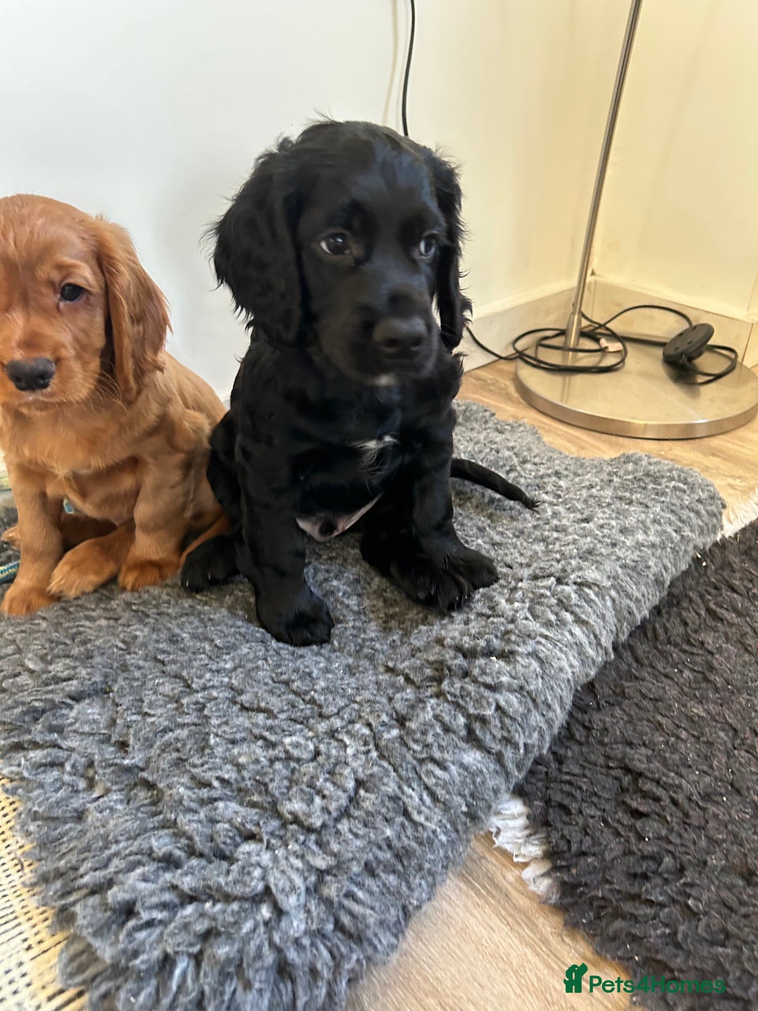 Cocker Spaniel dogs for sale: Last remaining puppy for sale - Advert 5