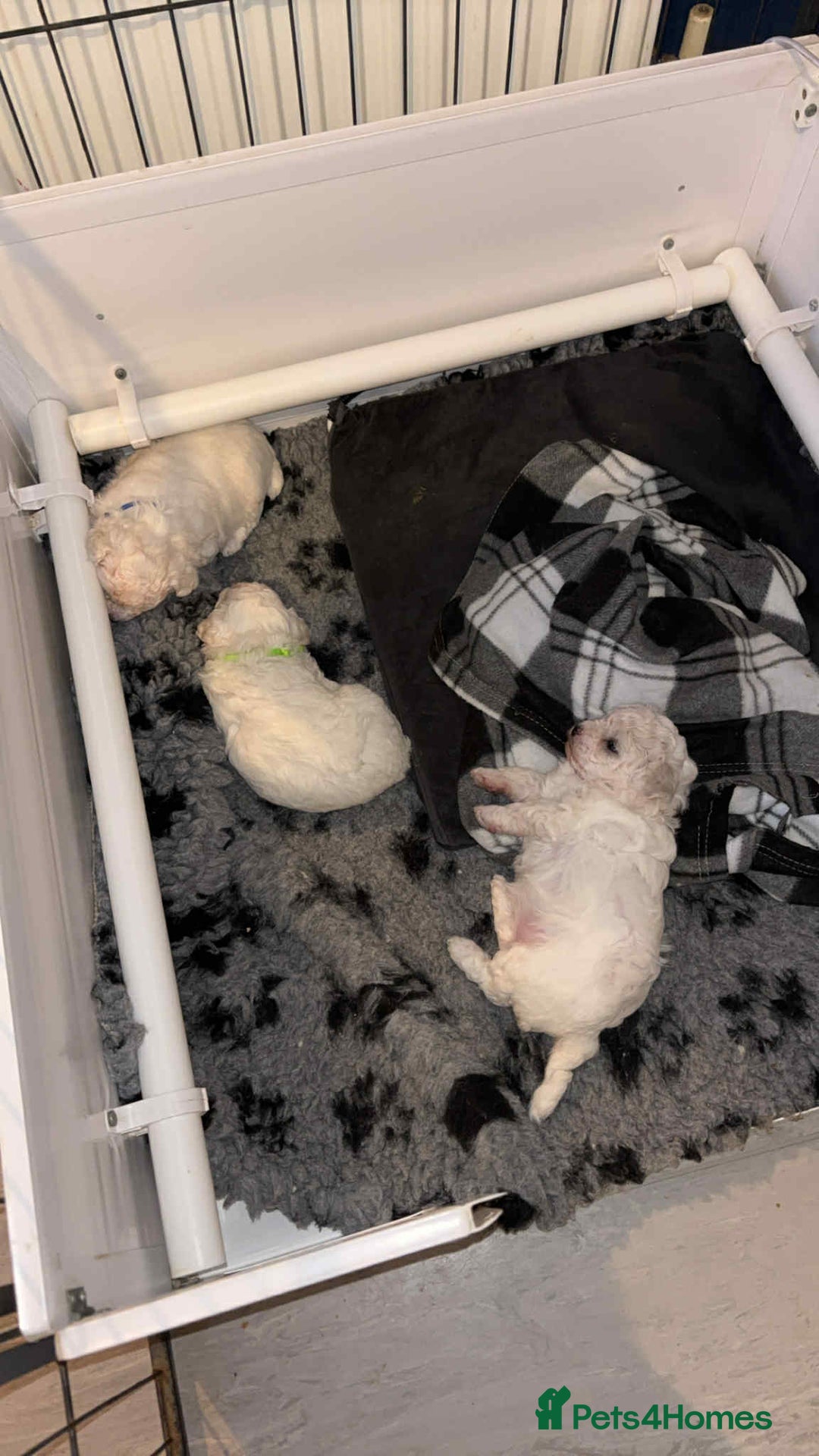 Bichon Frise dogs for sale: Beautiful bishon frise pups for sale - Advert 8