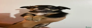 Chihuahua 3