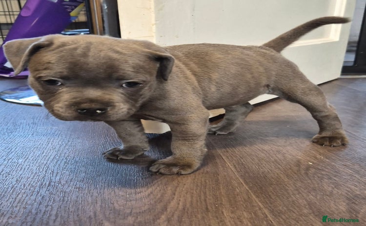 Staffordshire Bull Terrier dogs - Advert 3