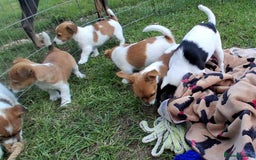 Jack Russell dogs for sale: Pure Jack Russell puppies - Image 21