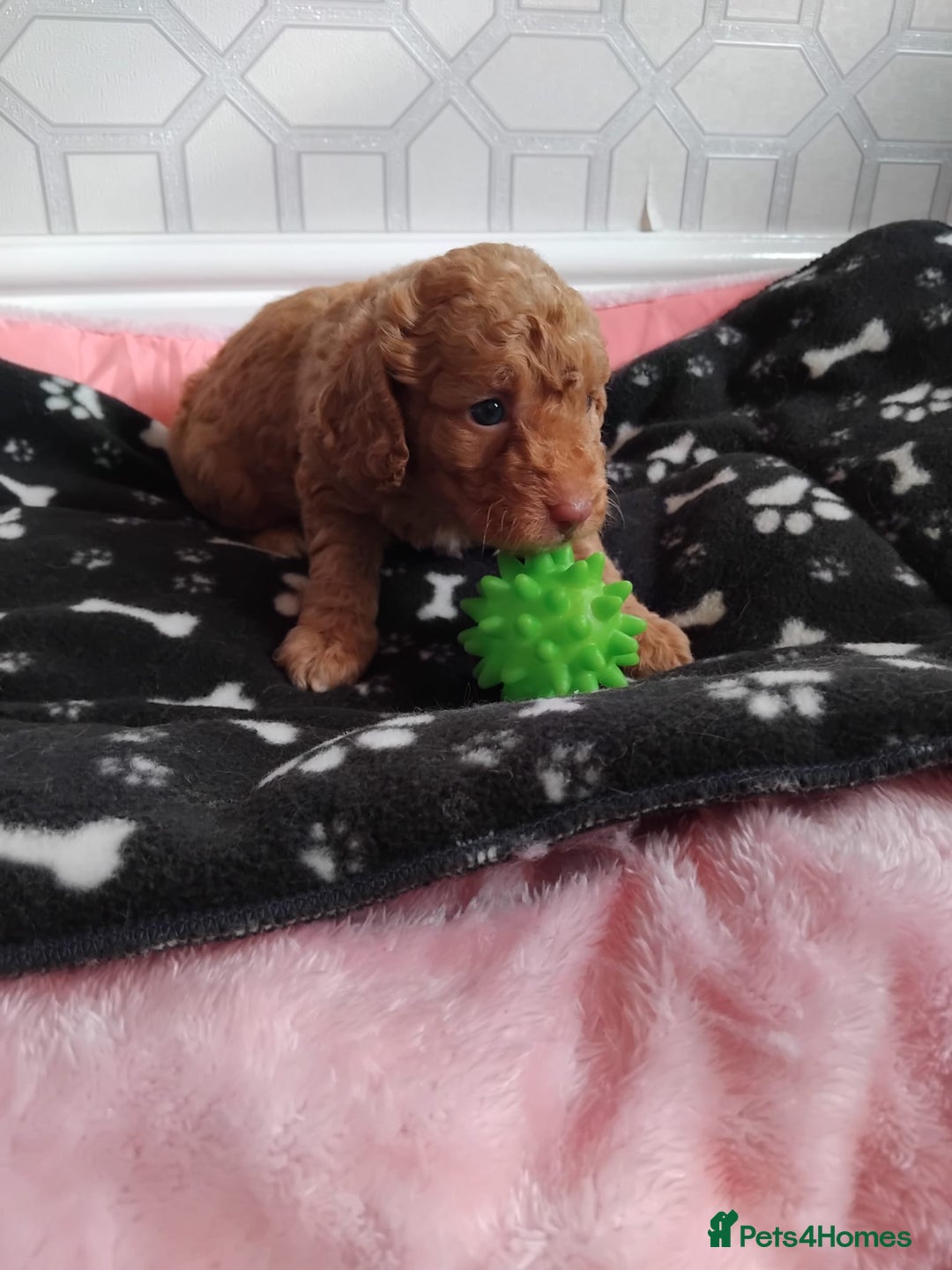 Cavachon dogs for sale: Beautiful golden cavapoochons puppies  - Image 8