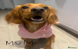 Cocker Spaniel dogs for sale: 🐶Cocker Spaniel Pups Looking for Forever Family🐶 - Image 35